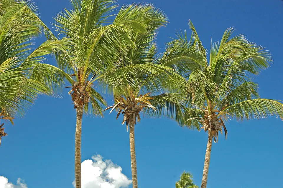 The Cove Eleuthera — 1